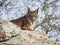 Iberian lynx ( Lynx pardinus ) lying down on a rock