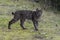 Iberian Lynx - Lynx pardinus - in Sierra Morena, Spain