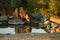 The Iberian lynx Lynx pardinus, a young lynx drinks from a watering hole. A young lynx in the last rays of the sun by the water