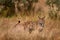 Iberian lynx with young cub, Lynx pardinus, wild cat endemic Iberian Peninsula in Spain in Europe. Rare cat walk in the nature