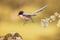 Iberian magpie flying against bright background