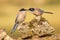 Iberian magpie on trunk against bright background