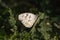 Iberian marbled white Butterfly Melanargia lachesis in Oak Leaf
