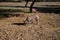 Iberian pig eating acorns under the holm oaks in the Dehesa or countryside. Concept of Iberian ham and nutrition