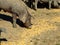 Iberian pig eating corn feed in the field