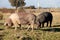 Iberian pig in the field of Spain.