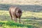 Iberian pig in the meadow, Aracena, Huelva, Spain