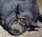 The Iberian pig is a traditional breed of the domestic pig Sus scrofa domesticus