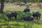 Iberian pigs eating acorns in the oak field