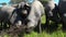 Iberian pigs grazing in the Huelva countryside. Pigs in the pasture