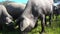 Iberian pigs grazing in the Huelva countryside. Pigs in the pasture