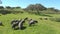 Iberian pigs grazing in the Huelva countryside. Pigs in the pasture with holm oaks in Andalusia, Spain