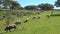 Iberian pigs grazing in the Huelva countryside. Pigs in the pasture with holm oaks in Andalusia, Spain