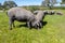 Iberian pigs grazing in the Huelva countryside. Pigs in the pasture with holm oaks in Andalusia, Spain