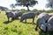 Iberian pigs grazing in the Huelva countryside. Pigs in the pasture with holm oaks in Andalusia, Spain. Shallow deep of field