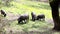 Iberian pigs grazing in Spanish countryside