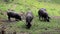 Iberian pigs grazing in Spanish countryside