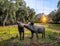 Iberian pigs in a green meadow at spring.