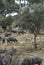 Iberian pigs in the pasture.