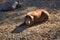 Iberian pigs resting in the pasture next to the oaks. Scientific name Sus scrofa domesticus. Concept livestock, ham, pork,