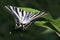 Iberian Scarce Swallowtail Butterfly, Iphiclides feisthamelii, Guadarrama National Park