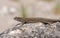 Iberian wall lizard, Podarcis hispanica