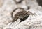 Iberian wall lizard, Podarcis hispanica