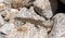 Iberian wall lizard, Podarcis hispanica