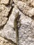 iberian wall lizard, podarcis hispanica