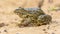 Iberian water frog