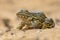 Iberian water frog