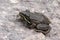 Iberian Water Frog - Pelophylax perezi