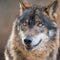 Iberian wolf with beautiful eyes Canis lupus signatus