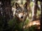 iberian wolf Canis lupus signatus hidden in the forest