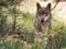 Iberian wolf lying down in the forest