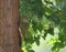 Iberian Woodpecker, Iberische Groene Specht, Picus sharpei