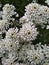 Iberis amara or Annual Candytuft