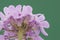 Iberis ciliata subs contracta candytuft plant with umbels of small purple or pink flowers with yellow stamens on an intense and