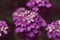 Iberis iberis flower inflorescence purple on a dark background