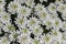 Iberis sempervirens evergreen candytuft perenial flowers in bloom, group of white springtime flowering rock plants