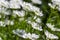 Iberis sempervirens evergreen candytuft perenial flowers in bloom, group of white springtime flowering rock plants