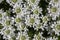 Iberis sempervirens evergreen candytuft perenial flowers in bloom, group of white springtime flowering rock plants