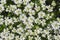 Iberis sempervirens evergreen candytuft perenial flowers in bloom, group of white springtime flowering rock plants