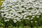 Iberis sempervirens evergreen candytuft perenial flowers in bloom, group of white springtime flowering rock plants