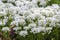 Iberis sempervirens evergreen candytuft perenial flowers in bloom, group of white springtime flowering rock plants