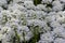 Iberis sempervirens evergreen candytuft perenial flowers in bloom, group of white springtime flowering rock plants