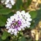 Iberis sempervirens known as evergreen or perennial candytuft