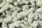 Iberis sempervirens \'Snow Cushion\' ...