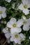 Iberis sempervirens  a spring summer white perennial bulbous flower