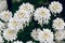 Iberis sempervirens white flowering plant evergreen candytuft or perennial candytuft. Spring white Iberis flowers